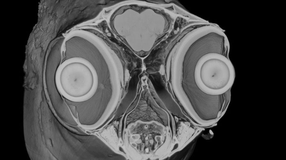 Fish Heart Erode